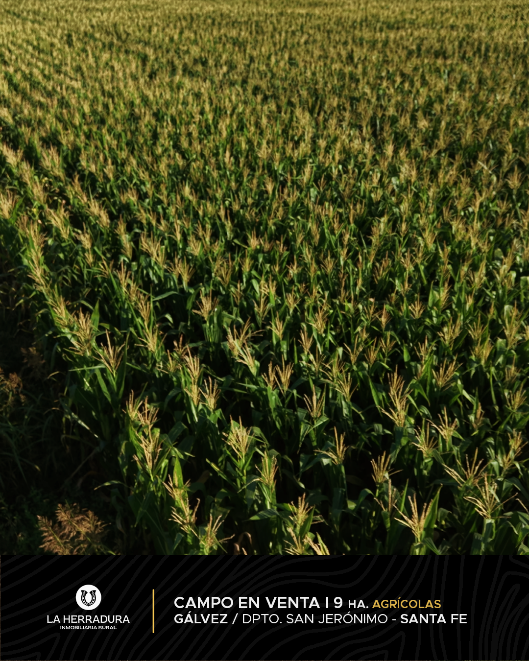 Gálvez 9 Has agrícola - Campo en venta - OPORTUNIDAD - Imagen 3